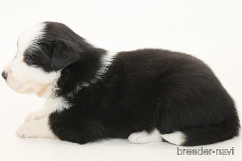 成約済の神奈川県のボーダーコリー-373748の5枚目